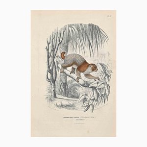 Paul Gervais, Potto, Litografia originale, 1854