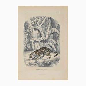 Lithographie Originale Paul Gervais, Ocelot, 1854