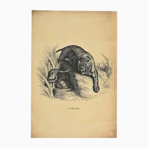 Lithographie Originale Paul Gervais, Le Tigre, 1854