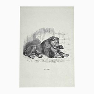 Lithographie Originale Paul Gervais, Le Lion, 1854