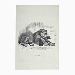Paul Gervais, The Lion, Litografía original, 1854