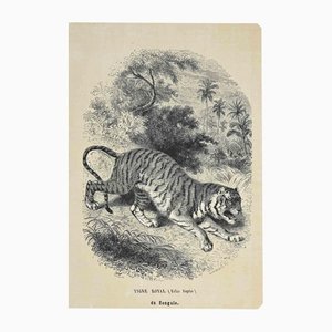 Paul Gervais, Royal Tiger, Lithograph, 1854
