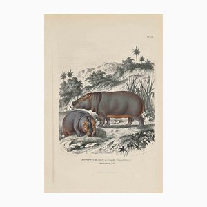 Paul Gervais, Young Hippopotamus, Litografía original, 1854