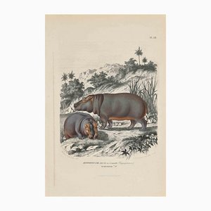 Paul Gervais, Young Hippopotamus, Original Lithographie, 1854