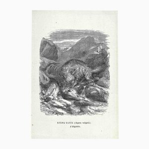 Paul Gervais, Algerian Hyena, Original Lithograph, 1854