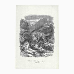Paul Gervais, Hiena argelina, Litografía original, 1854
