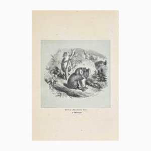 Paul Gervais, Koala, Litografía original, 1854