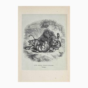 Lithographie Paul Gervais, Le Lion, Jaguar, Tigre, 1854