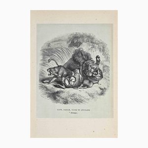 Paul Gervais, The Lion, Jaguar, Tiger, Litografía, 1854