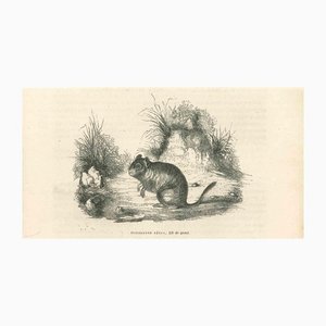 Lithographie Originale Paul Gervais, La Souris, 1854