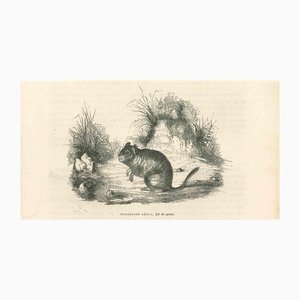 Paul Gervais, The Mouse, Litografía original, 1854