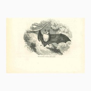Paul Gervais, The Bat, Litografia originale, 1854