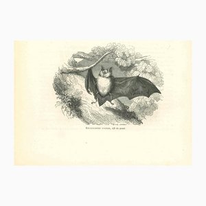 Paul Gervais, The Bat, Original Lithograph, 1854