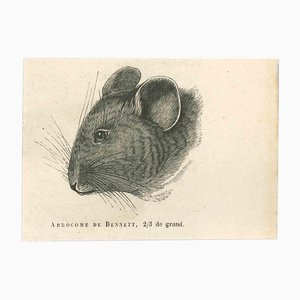 Paul Gervais, The Mouse, Litografia originale, 1854