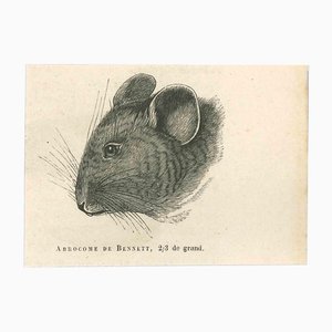 Paul Gervais, The Mouse, Original Lithograph, 1854