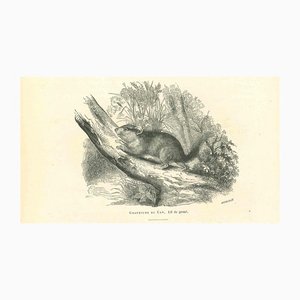 Paul Gervais, The Mouse, Original Lithograph, 1854