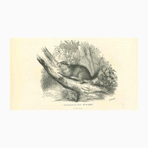 Paul Gervais, The Mouse, Original Lithographie, 1854