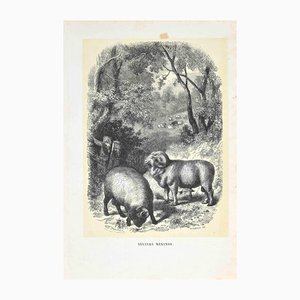 Paul Gervais, The Rams, Lithographie Originale, 1854