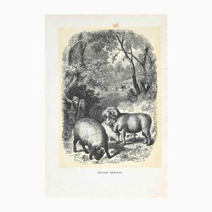 Paul Gervais, The Rams, Original Lithographie, 1854