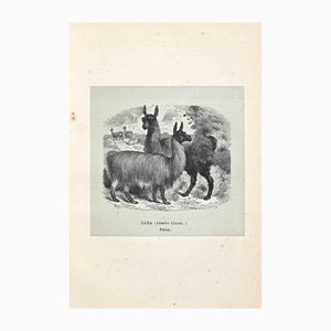 Paul Gervais, Lama, Lithographie, 1854