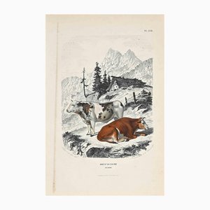 Lithographie Originale Paul Gervais, Les Vaches, 1854