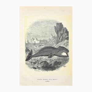 Paul Gervais, Baleine Noire de l'Atlantique Nord, Lithographie, 1854