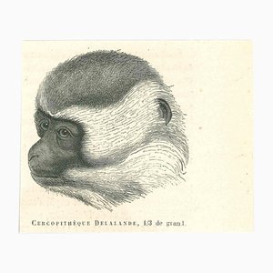 Paul Gervais, The Monkey, 1854, Lithograph