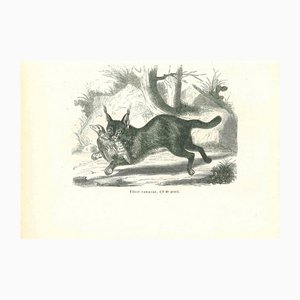 Paul Gervais, The Hunting Cat, 1854, Lithograph