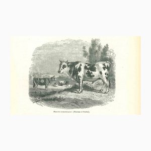 Paul Gervais, The Ox, 1854, Lithographie