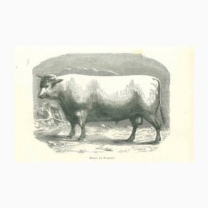 Lithographie Paul Gervais, The Ox, 1854