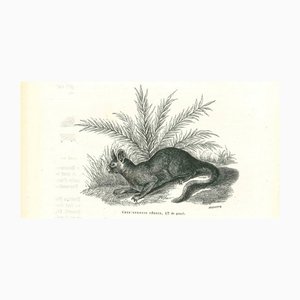 Paul Gervais, The Rabbit, 1854, Litografía