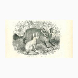 Paul Gervais, Fennec Fox, 1854, Lithograph