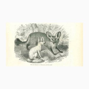 Paul Gervais, Renard Fennec, 1854, Lithographie