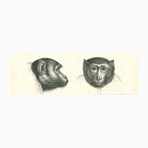 Litografia Paul Gervais, The Monkeys, 1854