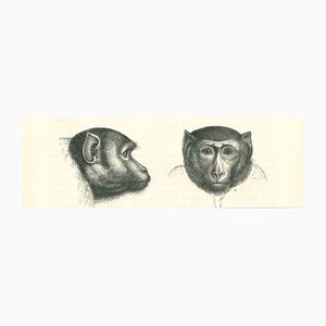Paul Gervais, The Monkeys, Lithographie, 1854