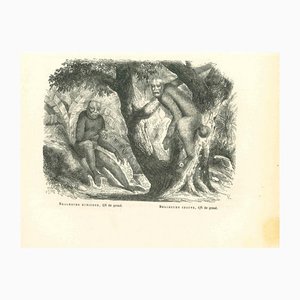 Paul Gervais, The Orangutan, 1854, Lithograph