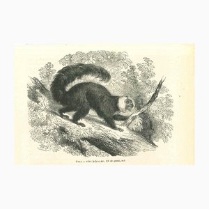 Paul Gervais, The Monkey, 1854, Lithographie