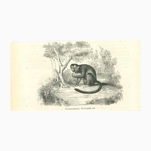 Litografia Paul Gervais, The Monkey, 1854