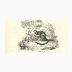 Paul Gervais, The Monkey, 1854, Lithographie