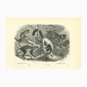 Paul Gervais, Les Singes, 1854, Lithographie