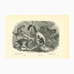Paul Gervais, The Monkeys, 1854, Lithographie
