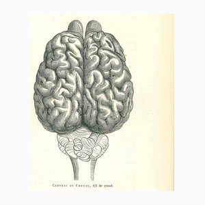 Paul Gervais, The Brain, 1854, Lithograph