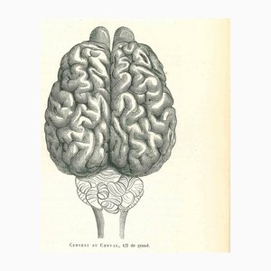 Paul Gervais, The Brain, 1854, Litografia