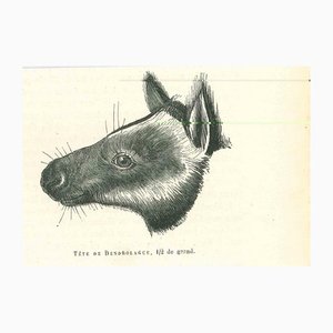 Paul Gervais, Tree-Kangaroo, 1854, Lithograph