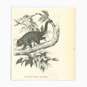 Paul Gervais, Puerco espín de cola prensil, 1854, Litografía