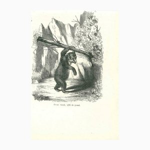 Paul Gervais, The Bear, 1854, Lithograph