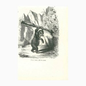 Paul Gervais, The Bear, 1854, Lithographie