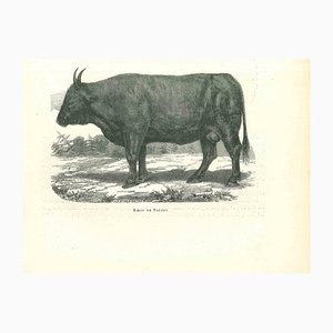 Paul Gervais, The Ox, 1854, Litografia