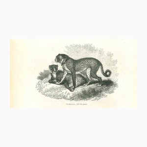Paul Gervais, Cheetah, 1854, Lithograph
