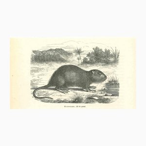 Paul Gervais, The Mouse, 1854, Lithograph